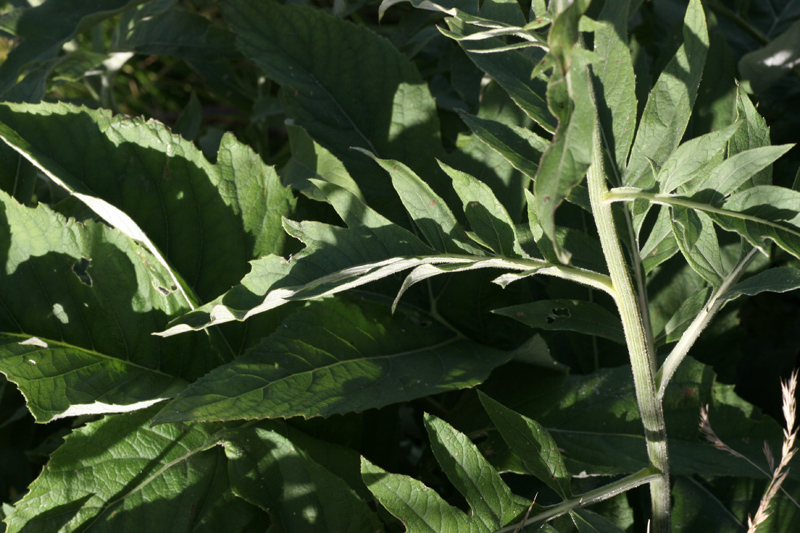 Rhaponticum bicknellii / Fiordaliso di Bicknell